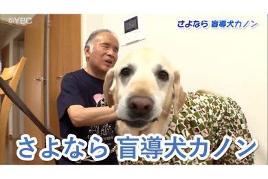 【ピヨ卵特集】さよなら 盲導犬カノン