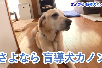 【ピヨ卵ワイド特集】さよなら盲導犬カノン